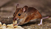 24 Hour & Emergency Exterminators in West Hamburg, PA